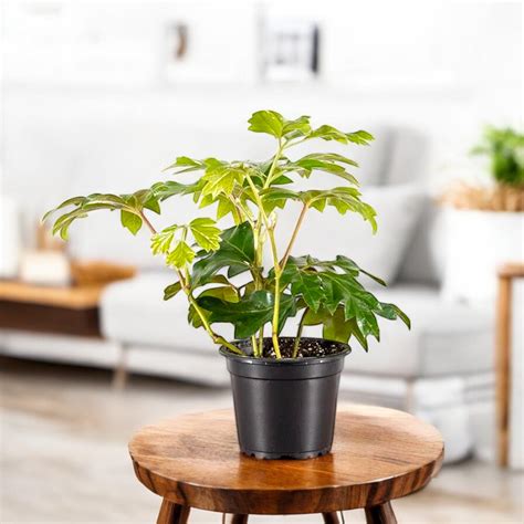 Buy Grape Ivy Plant - Oak leaf Ivy online at best price