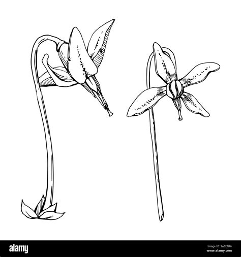 Cranberry pink lily flower bud on long stalk stem, wildflower inflorescence. Botanical ...