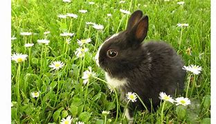Image result for Black and White Bunny Rabbit