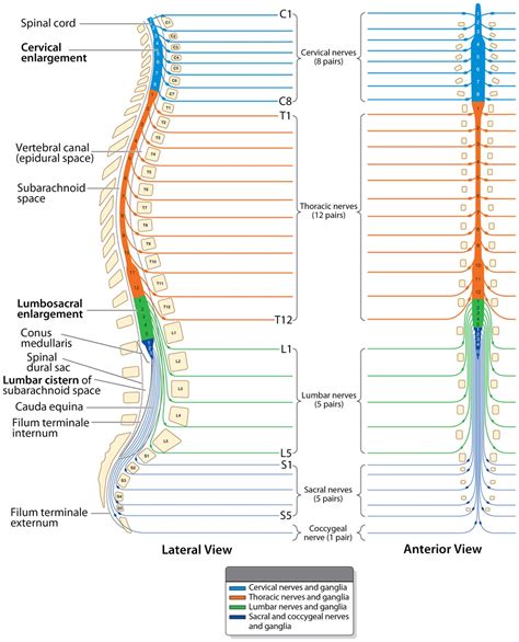 Image result for Spinal Cord Structure and Function