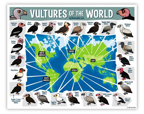Explore All 23 Vulture Species from Around the Globe | Birdorable - species of vultures in north america