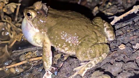 Do Toads Make Sounds 的图像结果