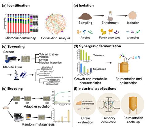 Synergistic Fermentation with Functional Microorganisms Improves Safety ...