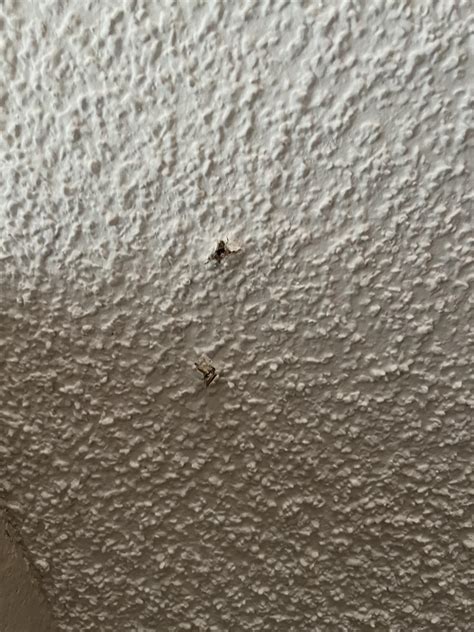 A couple holes in the popcorn ceilings. Is it a potential termites ...