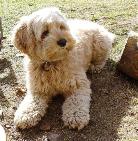 Image result for Cockapoo Terrier Mix