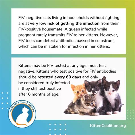Understanding Feline Immunodeficiency Virus (FIV): Transmission and Testing - National Kitten ...