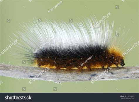 595 Woolly Bear Moth Images, Stock Photos & Vectors | Shutterstock