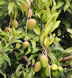 Plantsship Exotic High Yielded, Creeper Mango, Thai Aam, Baramasi Dwarf ...
