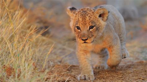 Cute Little Lion HD Lion Wallpapers | HD Wallpapers | ID #58463