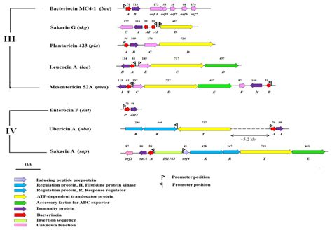 Class IIa Bacteriocins: Diversity and New Developments