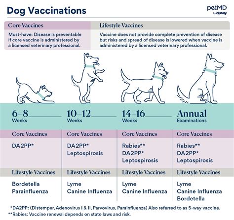 Puppy and Dog Vaccinations: A Schedule for Every Life Stage | PetMD