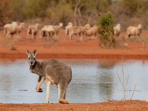 Man Fights Off 'Monster' Kangaroo Trying to Drown His Dog - Newsweek