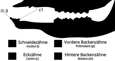 Rotwild - Wissen für die Jägerprüfung