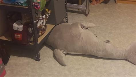 Image result for Blahaj Washing Machine