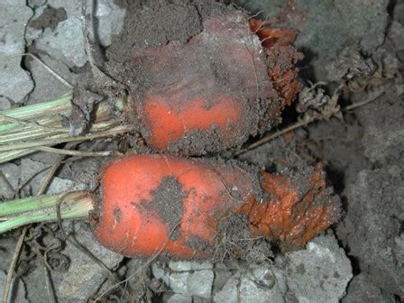 TNAU Agritech Portal :: Crop Protection