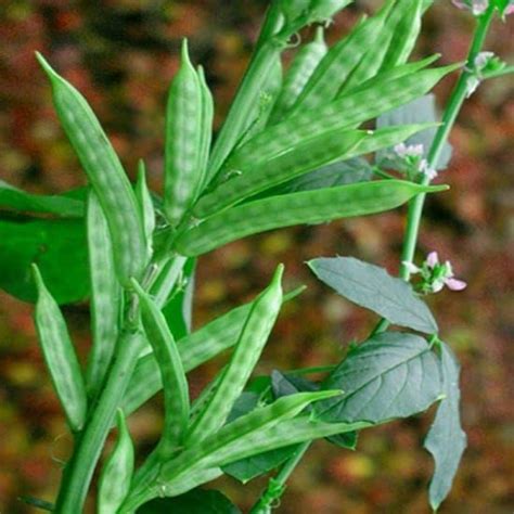 Geeta Seeds Cluster Bean (Guar Phali) Seeds KGP : Amazon.in: Garden ...