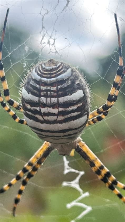 Argiope trifasciata (Banded Garden Spider) in Wilsonville, Oregon ...