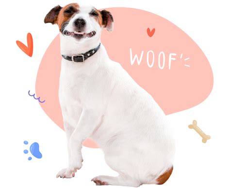 Petspalz : Pet lovers Paradise