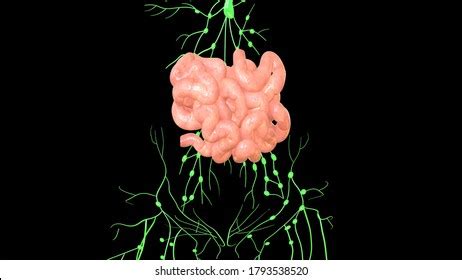 Image result for Small Intestine Lymph Nodes
