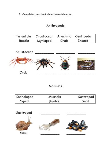 Complete The Chart About Invertebrates | PDF
