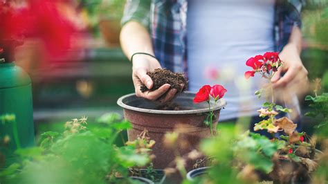 Potting mix vs. soil: What’s the difference?