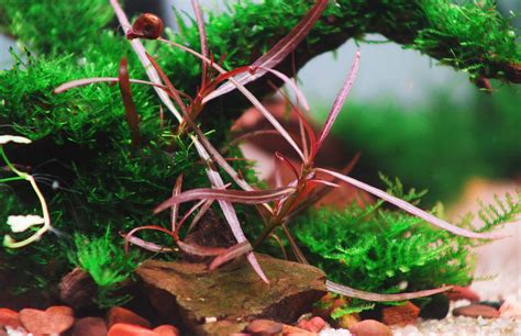 Hygrophila Araguaia (Hygrophila lancea 'Araguaia'): Care Guide - Fish Laboratory