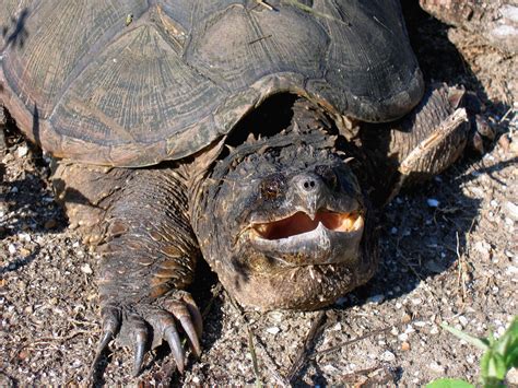 Snapping Turtle Hunting 的图像结果