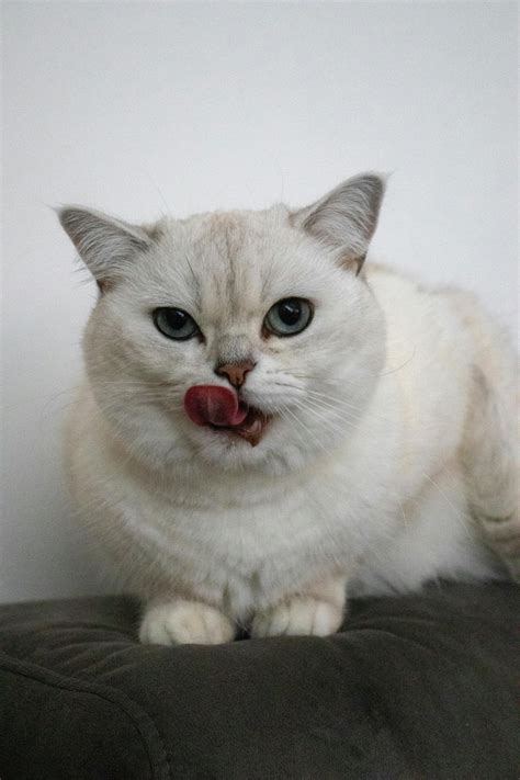 Big+White+Boob Photos, Download The BEST Free Big+White+Boob Stock ...