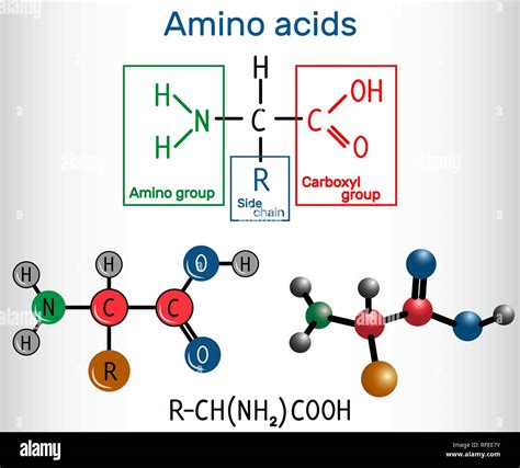 Amino Acids General Structure