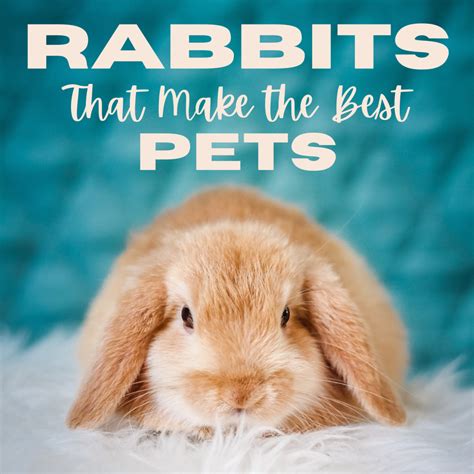 10 Large Rabbit Breeds That Make Great Pets - blackvelvetpets