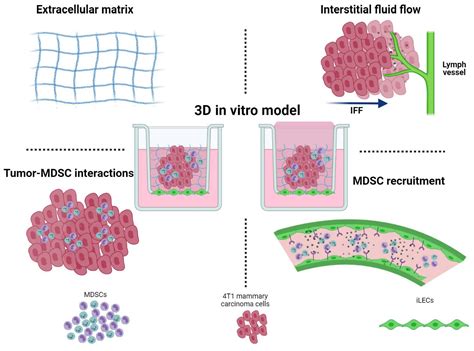 Myeloid Derived Suppressor Cells Migrate in Response to Flow and ...