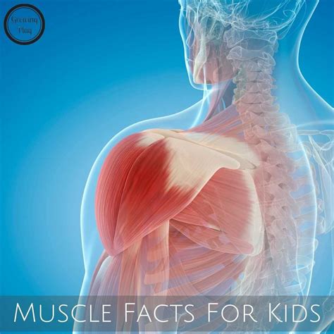 Some Interesting Muscle Facts For Kids
