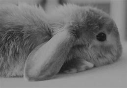 Image result for Baby Rabbit Sleeping