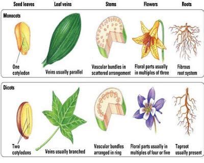 Monocots 的图像结果