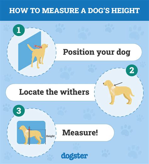 Image result for Cockapoo Growth Chart