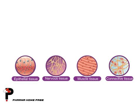 Classification of Tissues 的图像结果