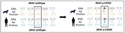 Clinical Use of Molecular Biomarkers in Canine and Feline Oncology ...