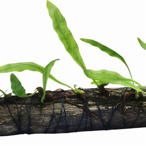 Image result for Brown Java Fern