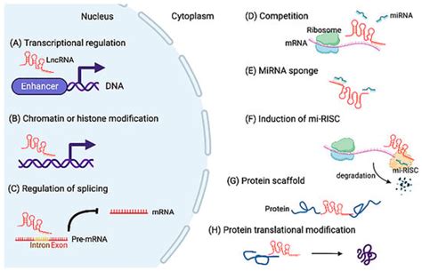 Noncoding RNAs as Key Regulators for Cardiac Development and ...
