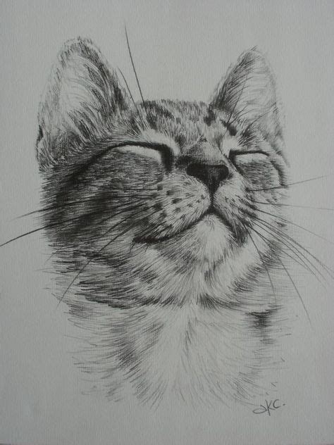 Cat Pencil Drawing