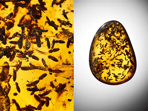 These insects preserved in amber are still glowing 99 million years later