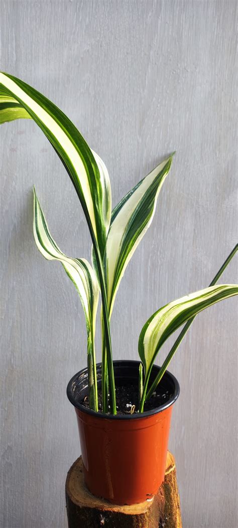 Aspidistra elatior variegata - elalgoder.com
