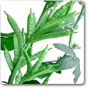 Buy Guar - Plant online from Nurserylive at lowest price.