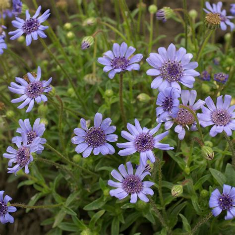 Blue Daisy Seed - Felicia Heterophylla Blue Flower Seeds