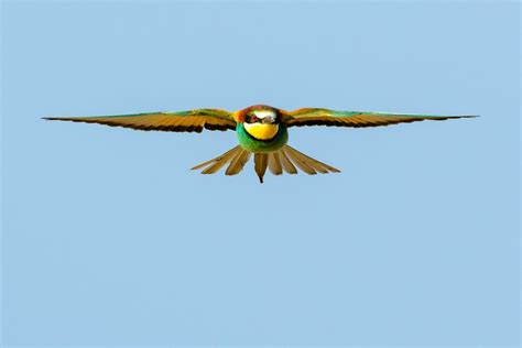 Image result for European Bee-eater Flying Back View