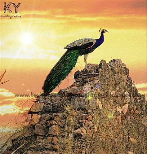 Rezultat imagine pentru CyberLink Samples