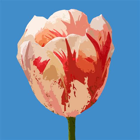Tulip-Semper-Augustus | NFT on SolSea