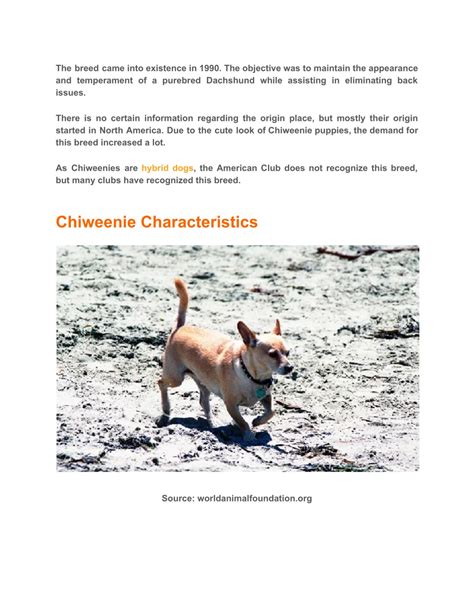 PPT - Chiweenie Dog Care, Temperament, Lifespan, History, & More ...