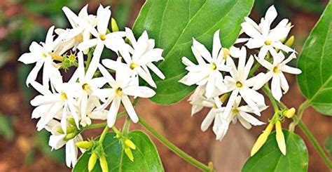 Creative Farmer Exotic Flower Seeds For Planting Parijat Sacred Tree ...