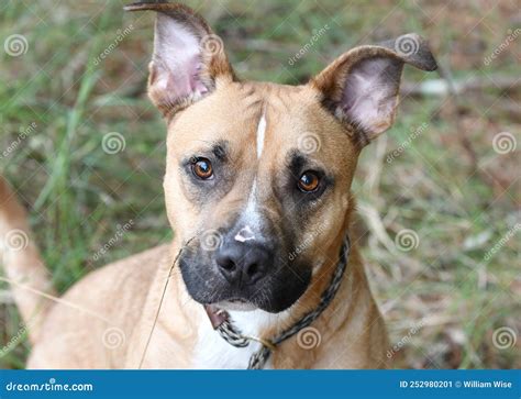 Tan and White Pitbull and Shepherd Mix Breed Dog with Big Ears Stock ...